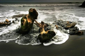Stumps on Beach II